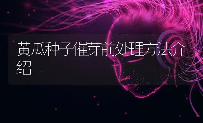 黄瓜种子催芽前处理方法介绍 | 蔬菜种植