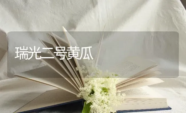 瑞光二号黄瓜 | 蔬菜种植