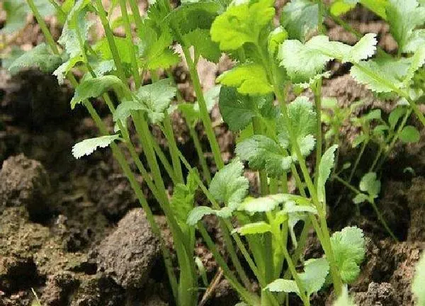 养殖科普|香菜好种吗怎么种 香菜什么时候种植最合适