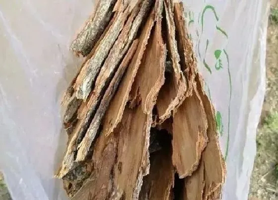 植物百科|柳树皮有什么作用与功效（柳树皮发酵养花的正确方法）