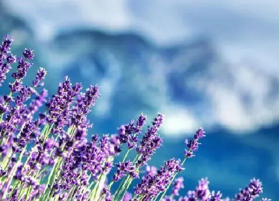 植物毒性|薰衣草有毒吗 可以放在室内养吗