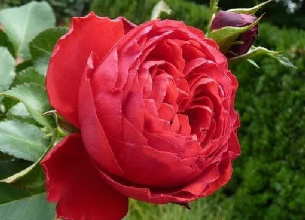 养殖方法|茶花怎么养才开花