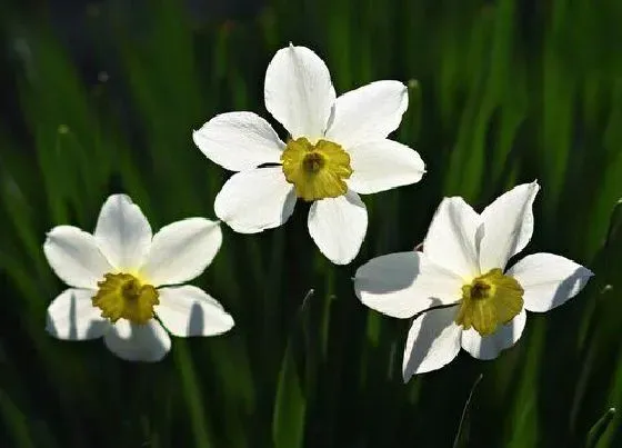 开花时间|水仙花四季开花吗