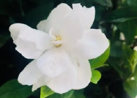 植物修剪|栀子花需要剪枝吗 什么时候修剪比较好