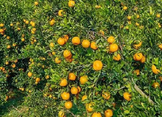 冬天植物|桔子树怕冻吗（冬天桔子树保温防冻最好的办法）