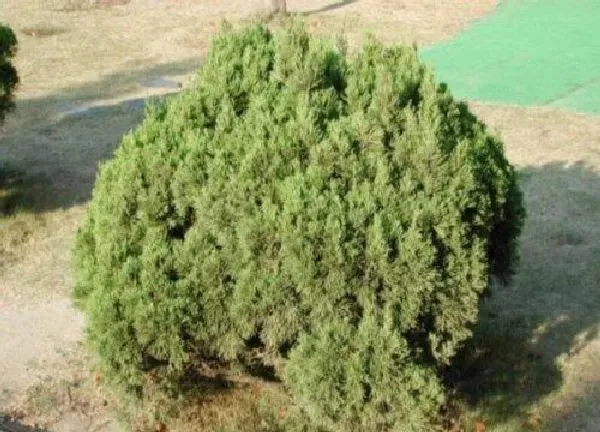 植物浇水|刺柏多久浇一次水