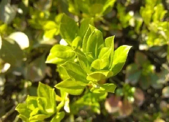 植物种类|冬青是多年生植物吗