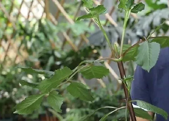 植物修剪|大丽花怎么修剪方法