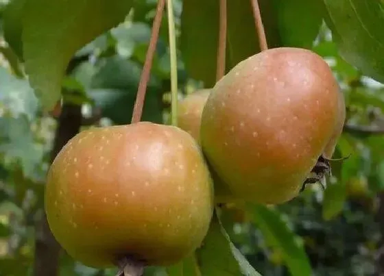 植物寓意|海棠树的寓意和象征风水