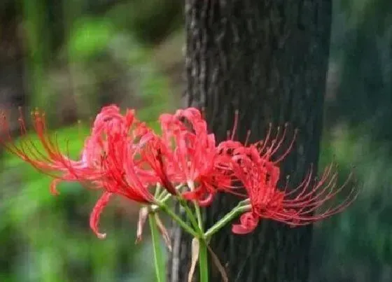 植物百科|彼岸花什么时候休眠