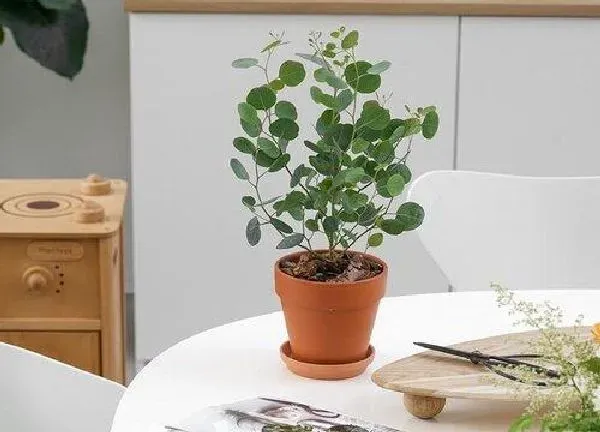 盆景|尤加利盆栽怎么养殖