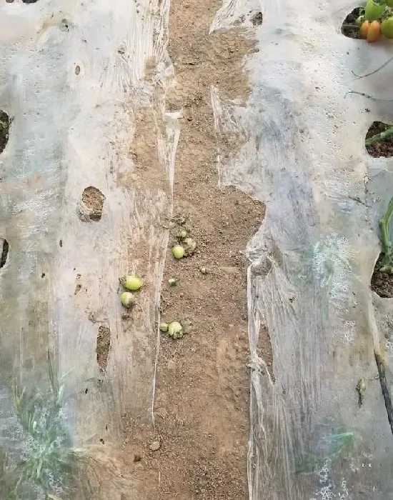 植物病害|番茄灰霉病的防治方法（番茄灰霉病发病原因及危害症状）