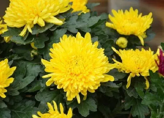 室内摆放|家里为什么不能摆菊花（菊花摆在家里有讲究吗）