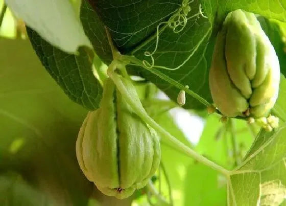 植物百科|佛手瓜是一年一种吗