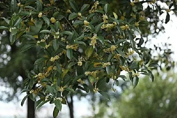 植物浇水|桂花树可以浇醋吗 用醋水浇的正确方法