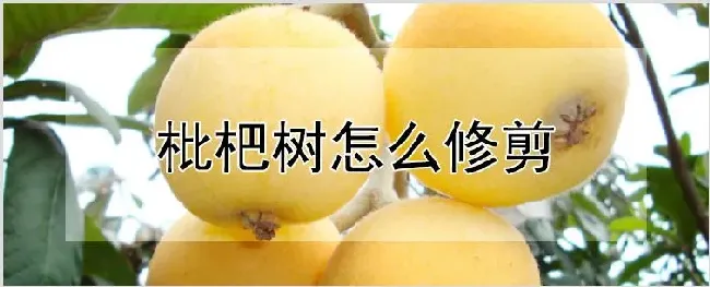 枇杷树怎么修剪 | 种植技术