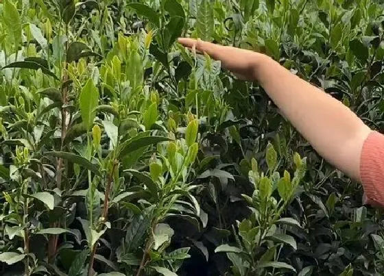 植物修剪|茶树怎么修剪方法