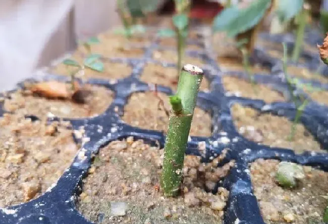 植物扦插|月季花扦插方法和注意事项（月季怎样扦插成活率高）