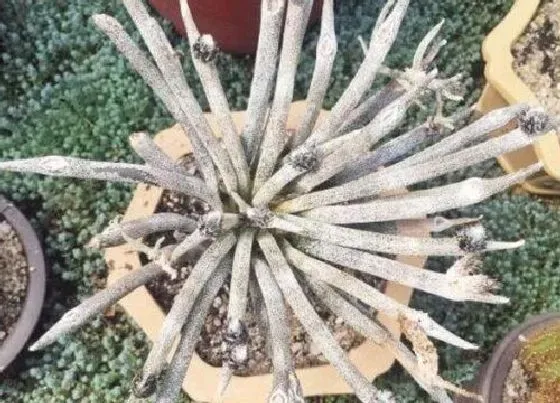 种植土壤|美杜莎配土方法与种植土壤