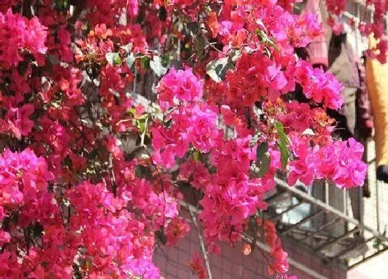 花卉百科|珠海的市花是什么花 勒杜鹃的象征意义