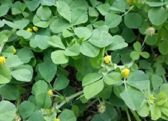 种植管理|金花菜几月份种植合适