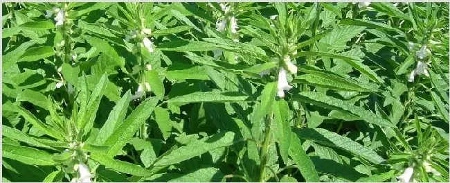 芝麻的种植方法 | 种植资料