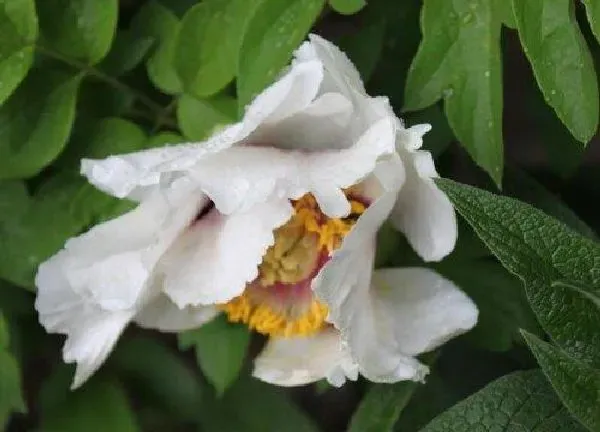 植物移栽|白芍花怎么分盆 分盆时间和方法