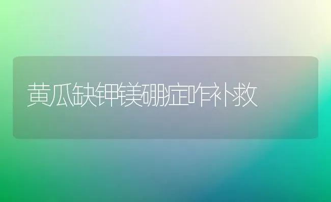 黄瓜缺钾镁硼症咋补救 | 蔬菜种植
