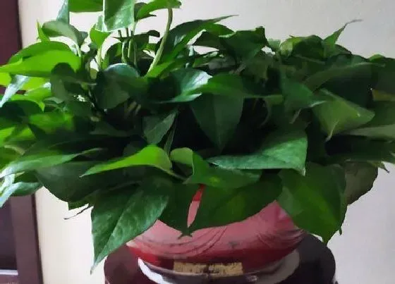 植物种类|净化空气的盆栽有哪些 净化空气的花卉植物