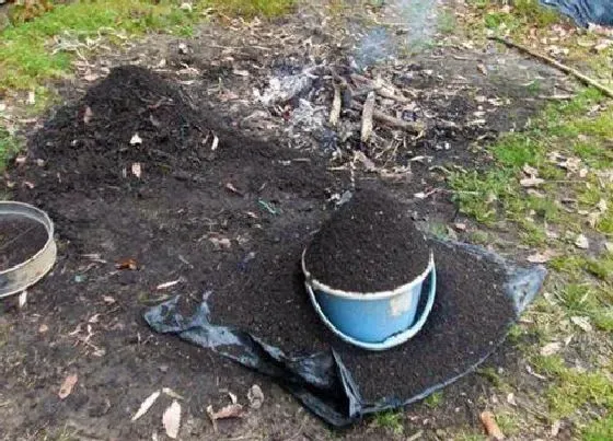 种植土壤|草木灰可以种兰花吗