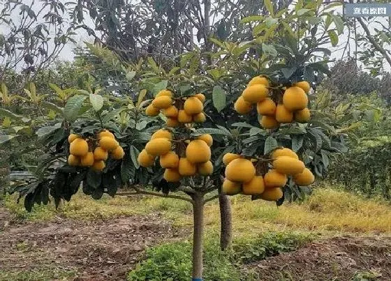 植物施肥|枇杷树施什么肥最好