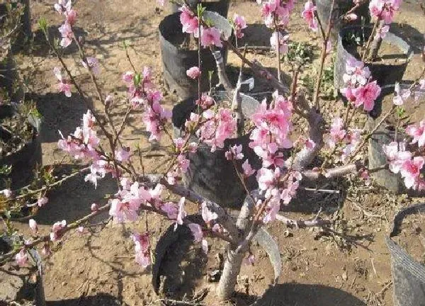 植物浇水|桃树盆栽怎么浇水方法