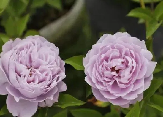 植物百科|空蒙月季优缺点（空蒙不开花长势慢不耐寒直立性不好）