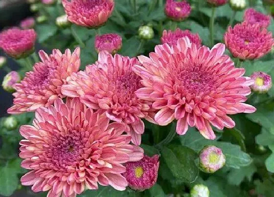 室内摆放|家里为什么不能摆菊花（菊花摆在家里有讲究吗）