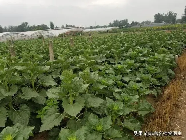 植物施肥|葵花追肥用什么肥好，葵花前期需要冲施什么肥料来吸收）