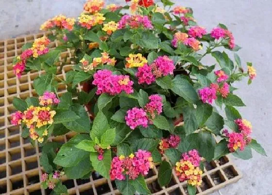 植物修剪|五色梅怎么修剪方法
