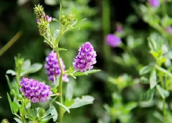 种植方法|紫花苜蓿草种植时间和方法