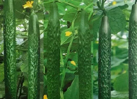 植物施肥|黄瓜的需肥规律特点和施肥技术，生长期施什么肥长得多）