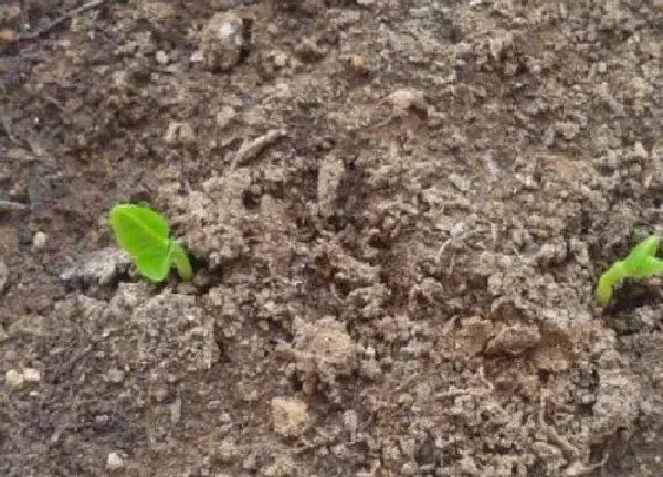 植物发芽|柚子怎么发芽快