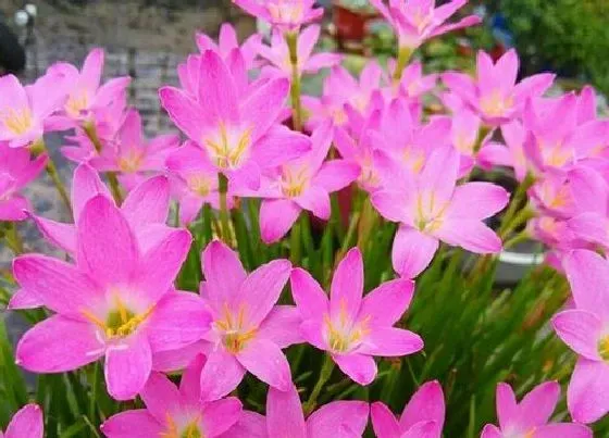 冬天植物|韭兰耐寒多少度