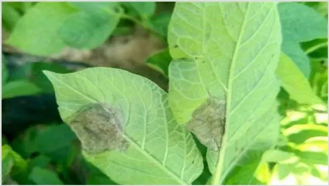 马铃薯晚疫病防治方法 | 植物病害