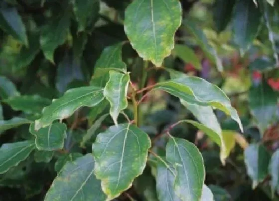 植物排行|樟科植物有哪些