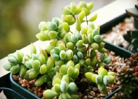 植物修剪|达摩福娘怎么修剪好看