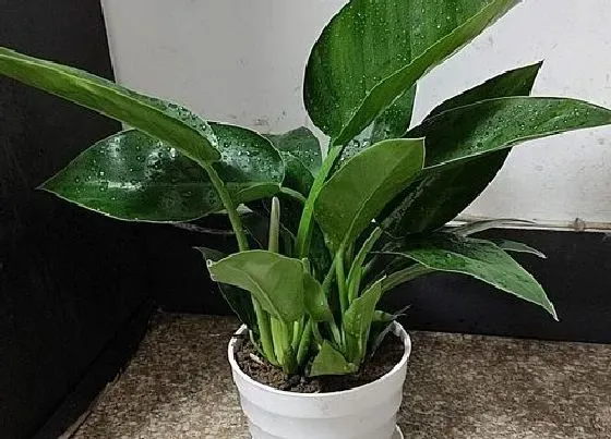 植物种类|净化空气的盆栽有哪些 净化空气的花卉植物