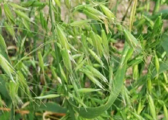 植物百科|燕麦是什么植物 属于什么科植物