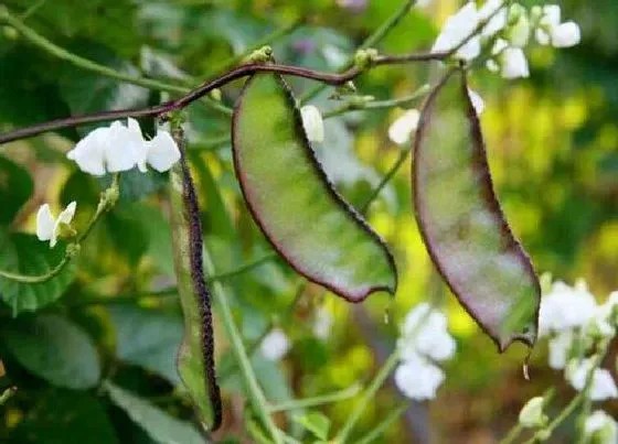 种植方法|猪耳朵豆角种植时间和方法