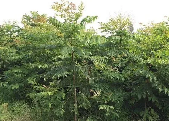 植物产地|栾树是哪个市的市树