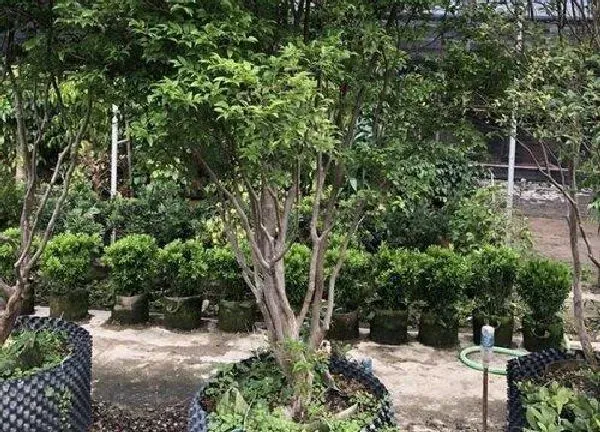 养殖科普|嘉宝果可以种在花盆里吗