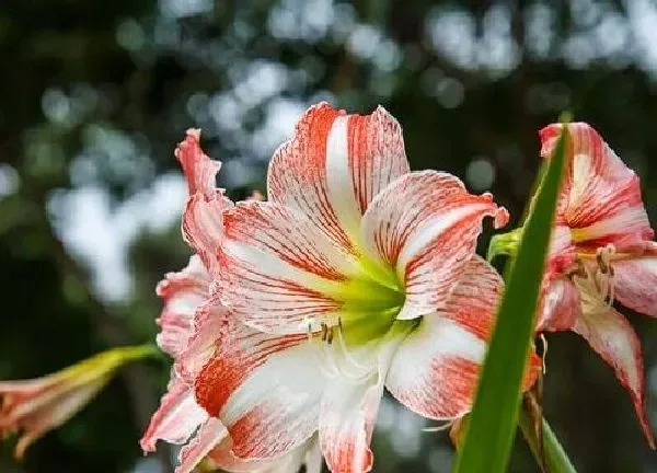 植物浇水|朱顶红多长时间浇一次水