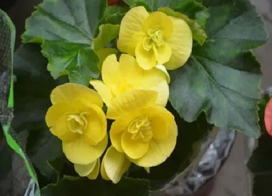 植物百科|海棠花又叫什么名字
